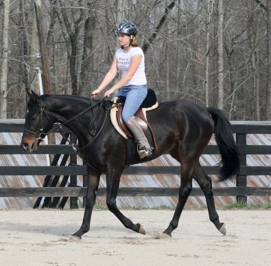 Bounced could also do dressage or eventing.