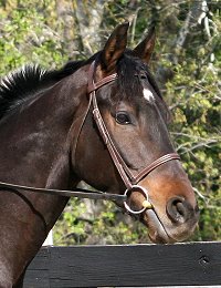 Bounced is three turning four in April 2007