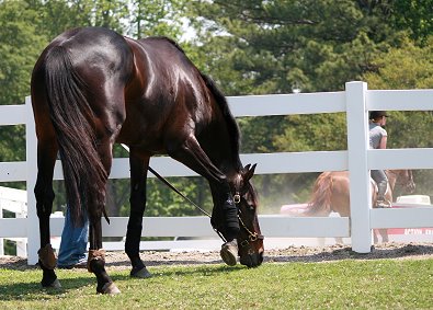 Our bay-by Bounced attended his first horse show as an auditor.