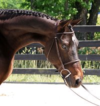 OTTB Bounced is a horse for sale at Bits & Bytes Farm