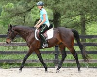 Becky Skahill takes Horse For Sale - Bounced for a test ride.