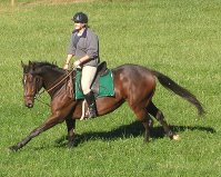 Former Bits & Bytes Farm sale horse - Broadway Joe and his mom Rachael