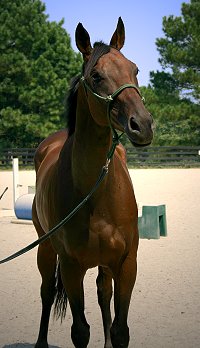 Thoroughbred horses for sale - Buckeye Buckaroo - September 11, 2005