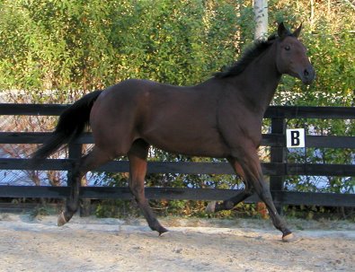 Buckeye Buckaroo is a 17 hand Thorooughbred gelding for sale at Bits & Bytes Farm. - October 26, 2005