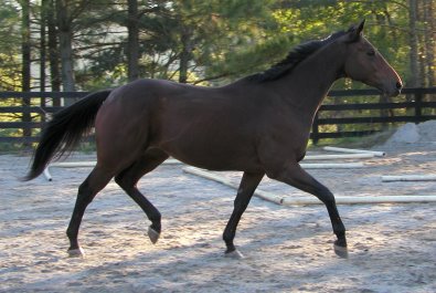 Buckeye Buckaroo is a very gentle horse. - October 26, 2005