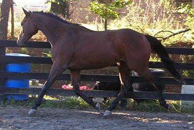 Buckeye Buckaroo has dressage potential.