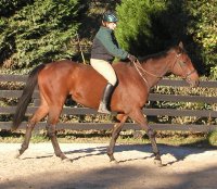 Buckeye Buckaroo is being ridden bareback now. - October 26, 2005