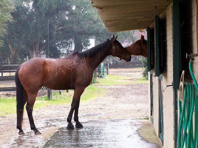 Buckeye Buckaroo aka "Garrett's Halo" checking out his friends.