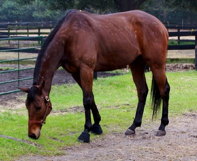 Buckeye Buckaroo aka "Garrett's Halo" looking good!