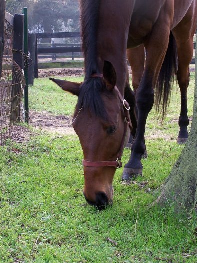 Buckeye Buckaroo - February 2006