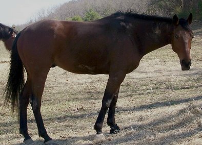 Buckeye Buckaroo aka Garrett's Halo at home in Tennessee.
