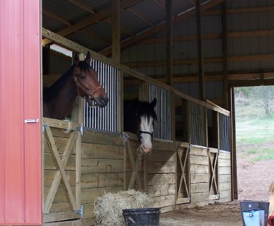 Buckeye Buckaroo aka Garrett's Halo at home in Tennessee.