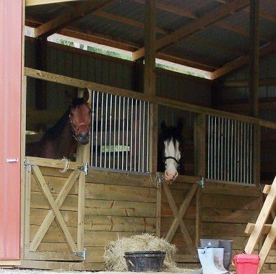 Buckeye Buckaroo aka Garrett's Halo at home in Tennessee.