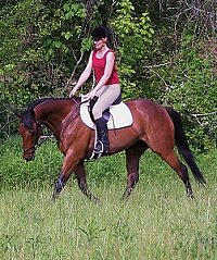 Buckeye Buckaroo aka "Garrett's Halo" learning dressage.