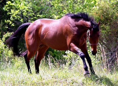 OTTB Buckeye Buckaroo enjoys his new farm in Tennessee.