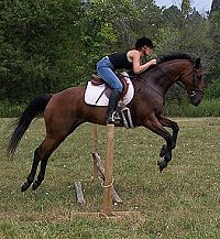 Accupuncture worked great on this OTTB.