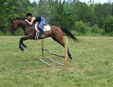 OTTB- Buckeye Buckaroo aka "Halo" learns to jump.