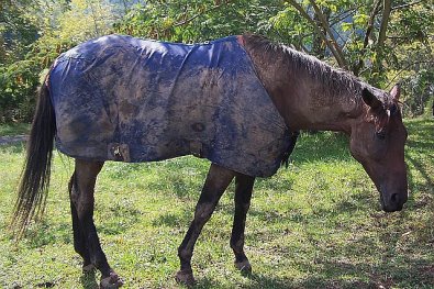 Buckeye Buckaroo aka "Garrett's Halo" enjoying life as a horse! September 30, 2006