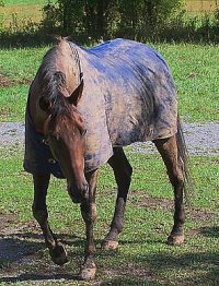 Buckeye Buckaroo aka "Garrett's Halo" enjoying life as a horse! September 30, 2006