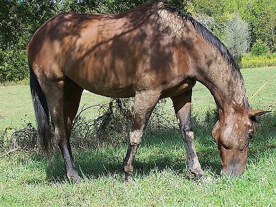 Buckeye Buckaroo aka "Garrett's Halo" enjoying life as a horse! September 30, 2006