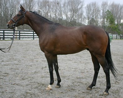 Bullet Again is a Thoroughbred for sale at Bits & Bytes Farm