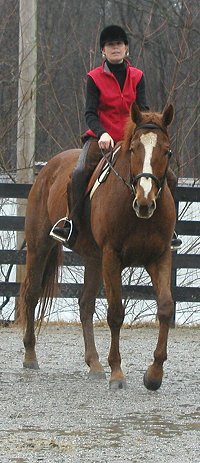 Retired race horses.