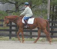 Thoroughbreds for sale.