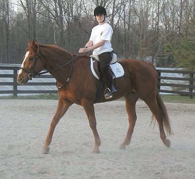 Sir Cahill - Thoroughbred Horses for Sale 