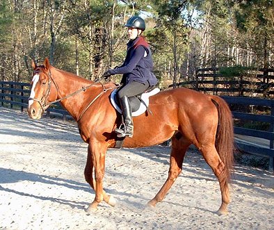 Horsess for sale at Bits & Bytes Farm