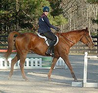 Horses for sale at Bits & Bytes Farm
