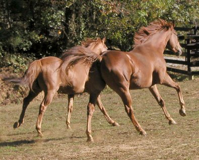 Thoroughbreds for sale at Bits & Bytes Farm