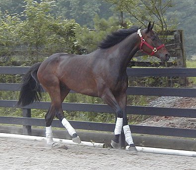 Thoroughbreds  for sale