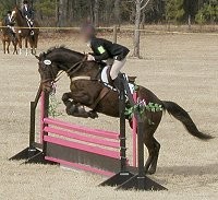 Captain Arias - Horses for sale