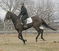 Captain Arias - Horses for Sale at Bits & Bytes Farm