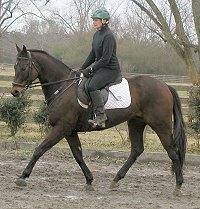 Captain Arias- Thoroughbred for sale