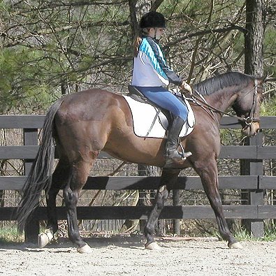 Captain Arias - Thoroughbred for sale