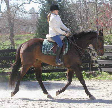 Captain arias - Thoroughbred horses for sale.