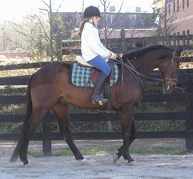 Captain Arias - horses for sale