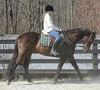 Captain Arias - Thorogubred horses  for Sale