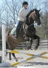 Captain Arias - horses for sale