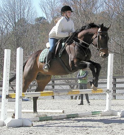 Captain Arias - horses for sale