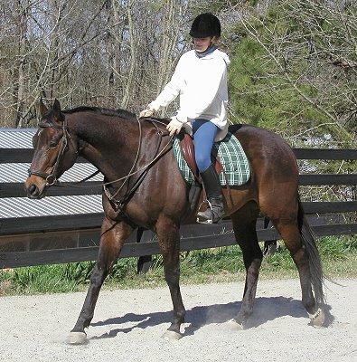 Captain Arias - horses for sale