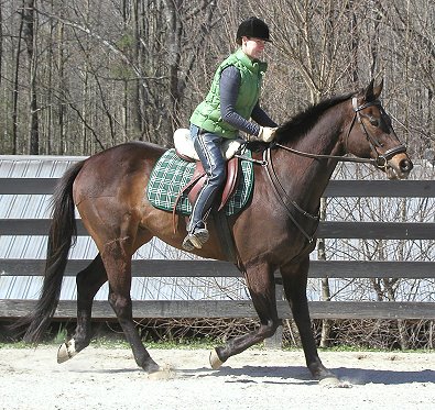 Captian Arias - Horses for sale