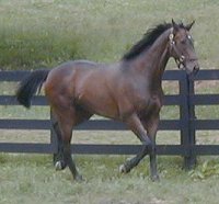 Captain Arias - thoroughbred for sale