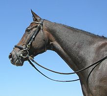 Event horses for sale