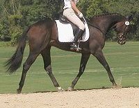 Captain Arias for sale