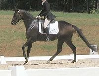 Event horse for sale