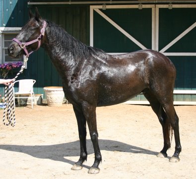 Charlie is an unraced six year old 15.2 hand gelding, now for sale at Bits & Bytes Farm.
