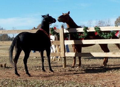 Charlie meeting his new equine friends. 