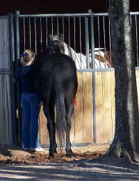 Charlie meeting his new equine friends.